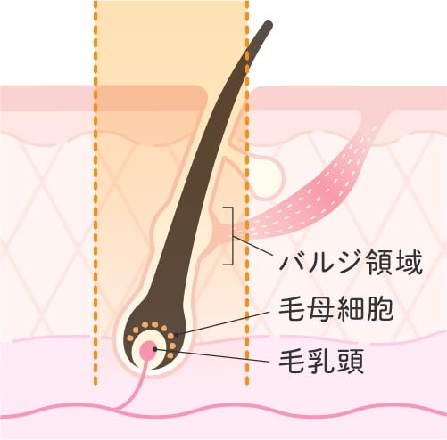 毛根・毛母細胞にアプローチ