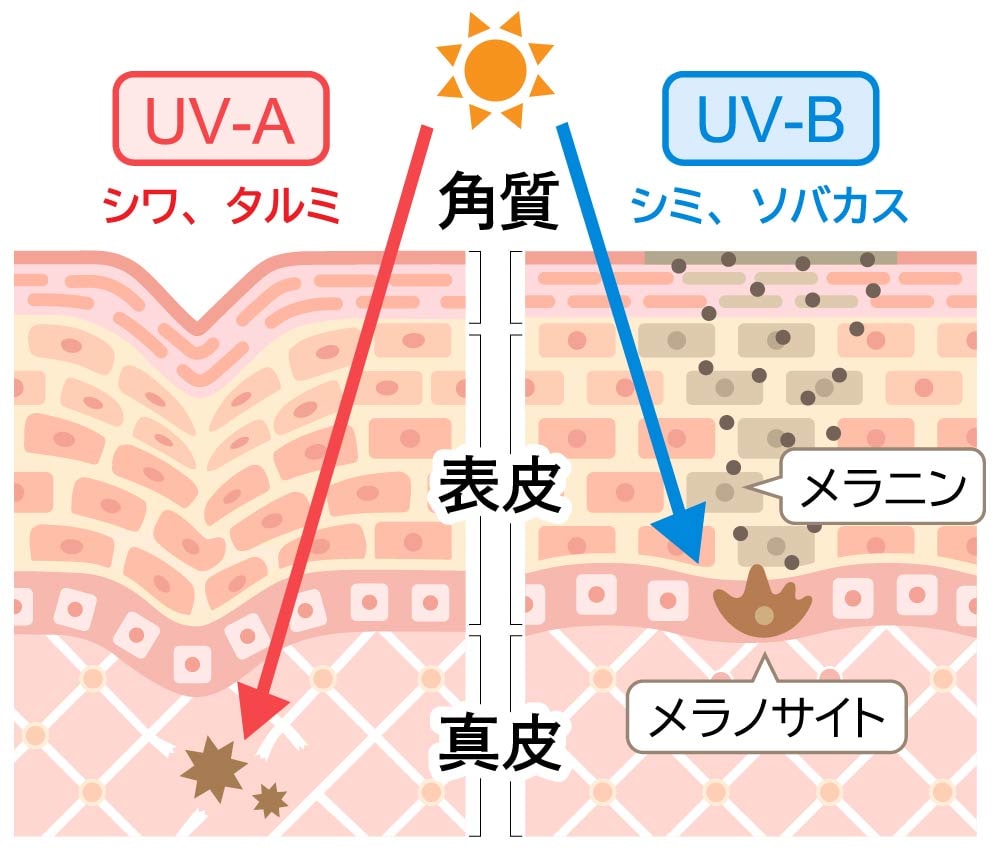 紫外線ダメージの肌内部への影響
