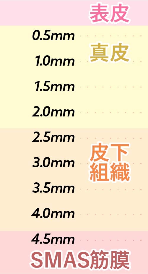 皮膚層の構造