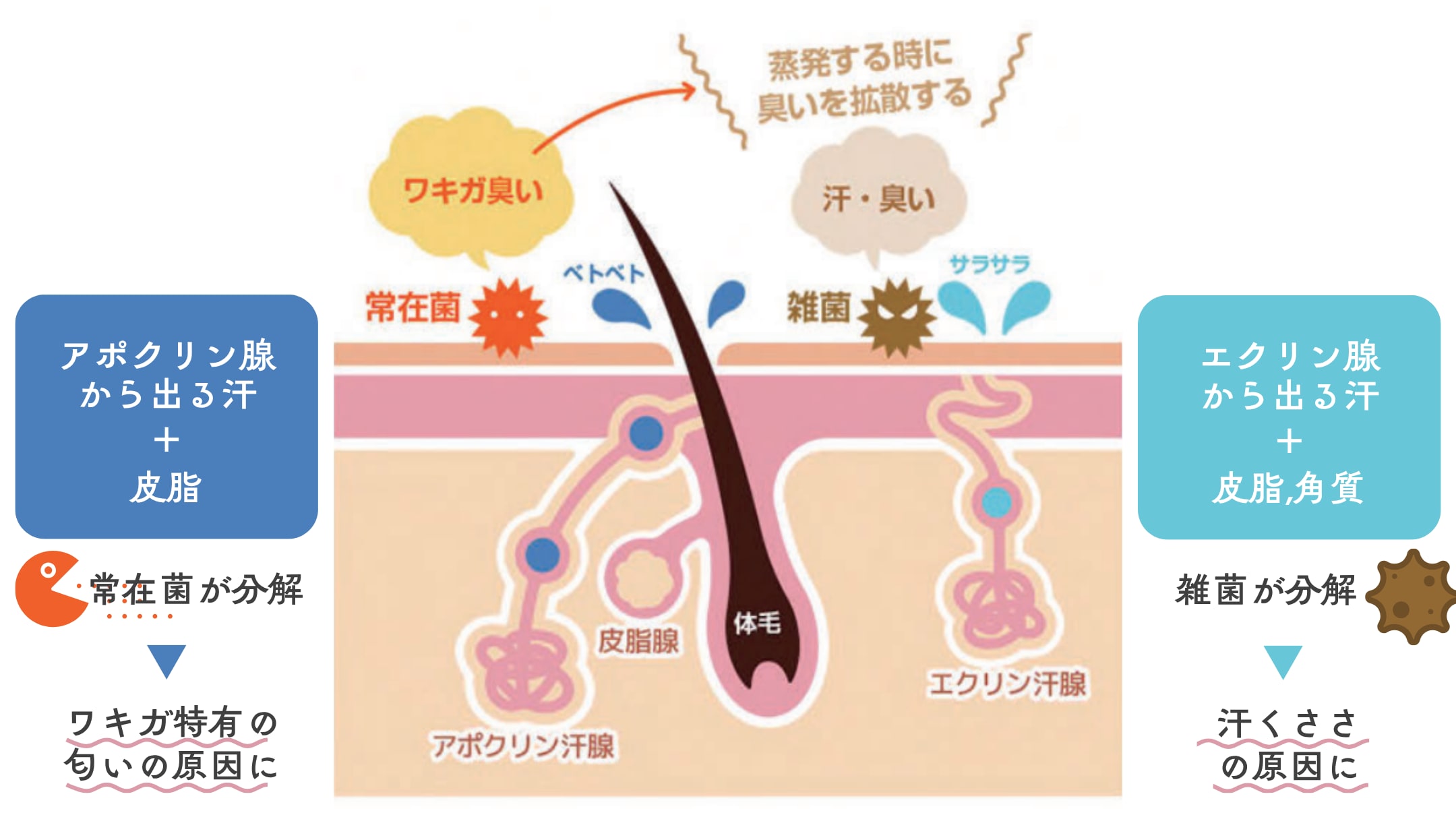 なんで匂いがするの？