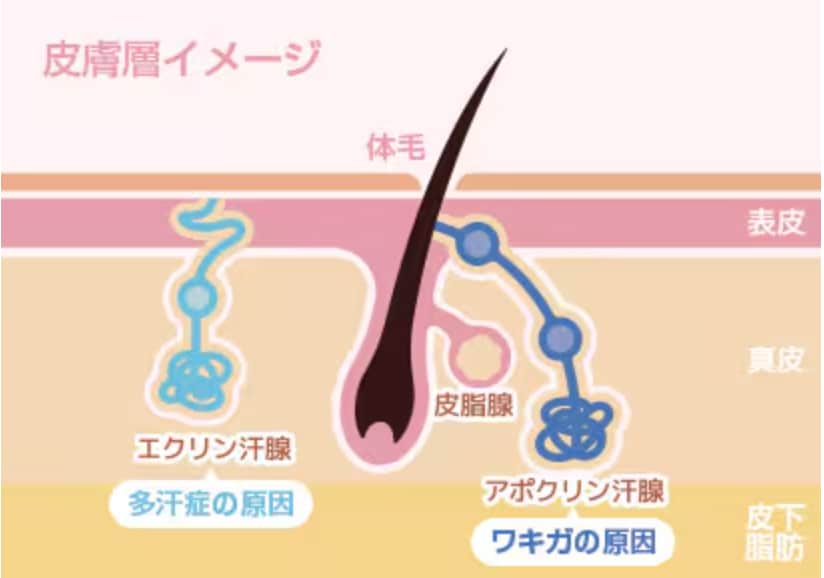 特徴