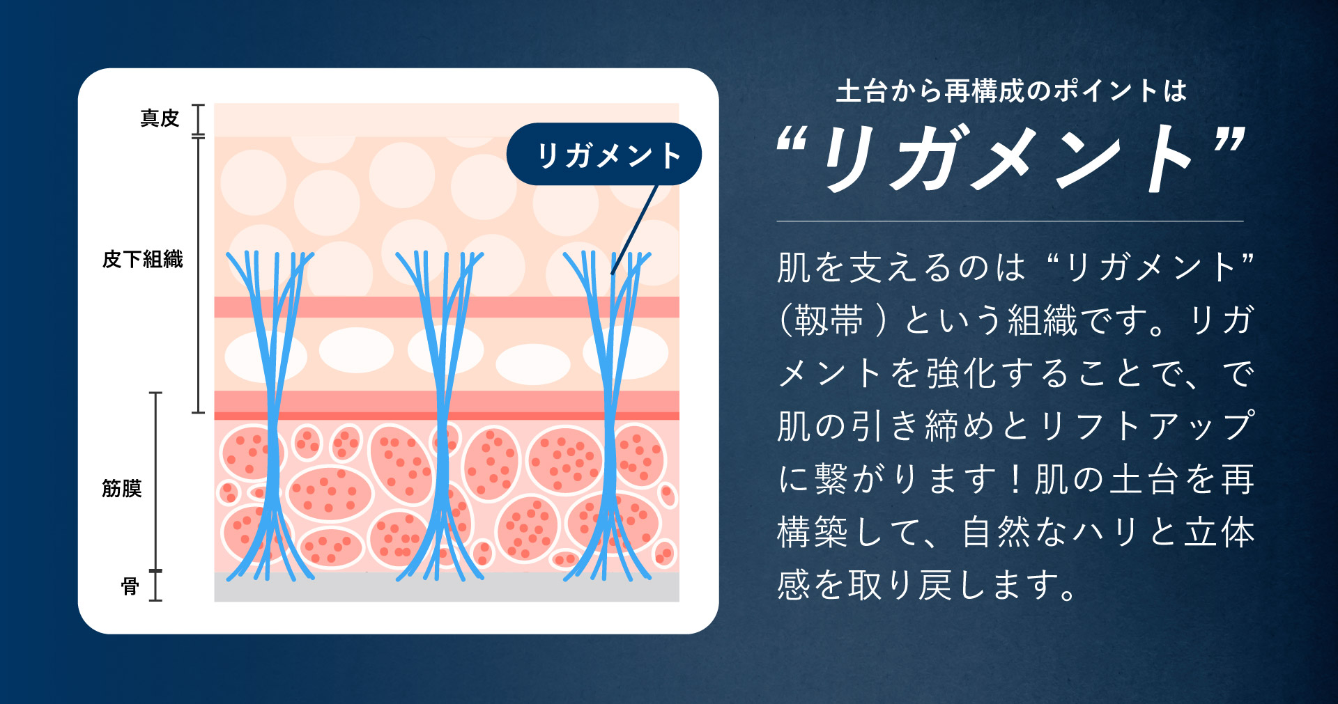 ポイントとなる「リガメント」って？💉