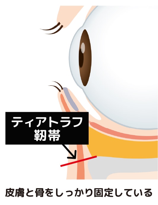 皮膚と骨をしっかり固定している靭帯