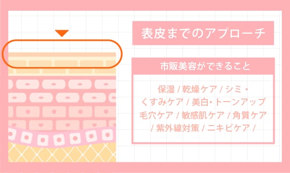 届くのは主に表皮まで<br />
