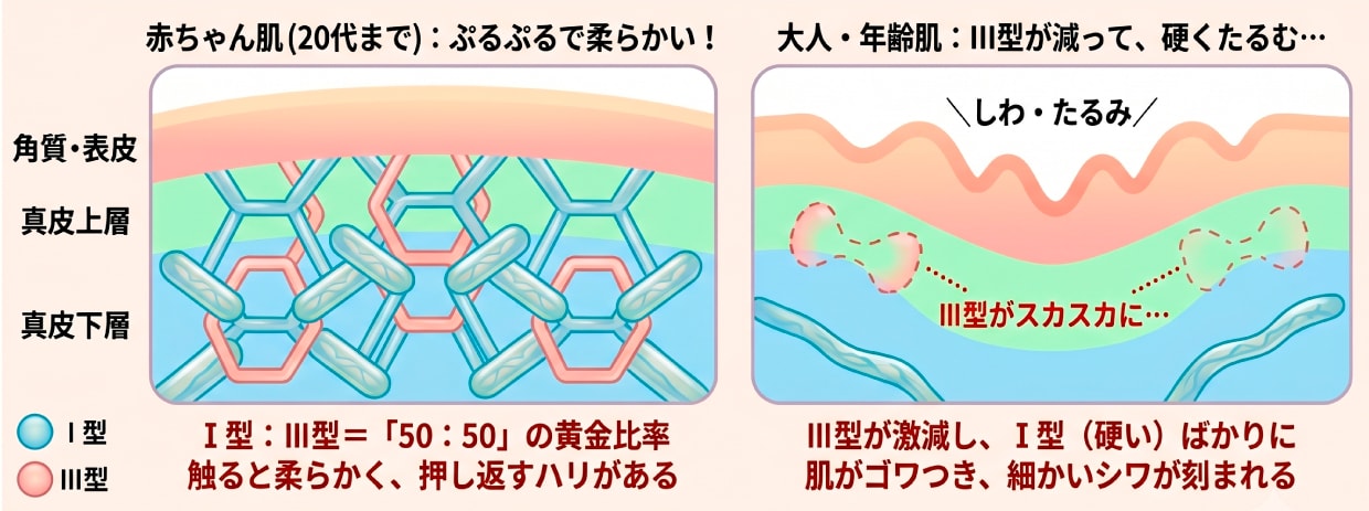 ベビーコラーゲンの仕組み