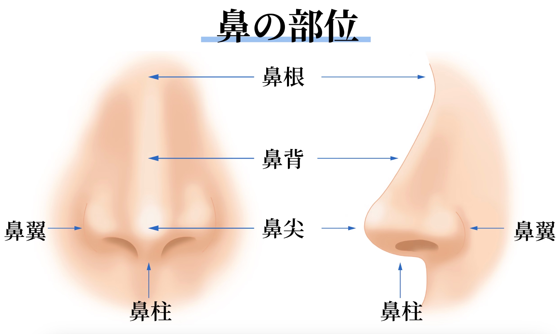 鼻の整形はパーツ後の治療となります。