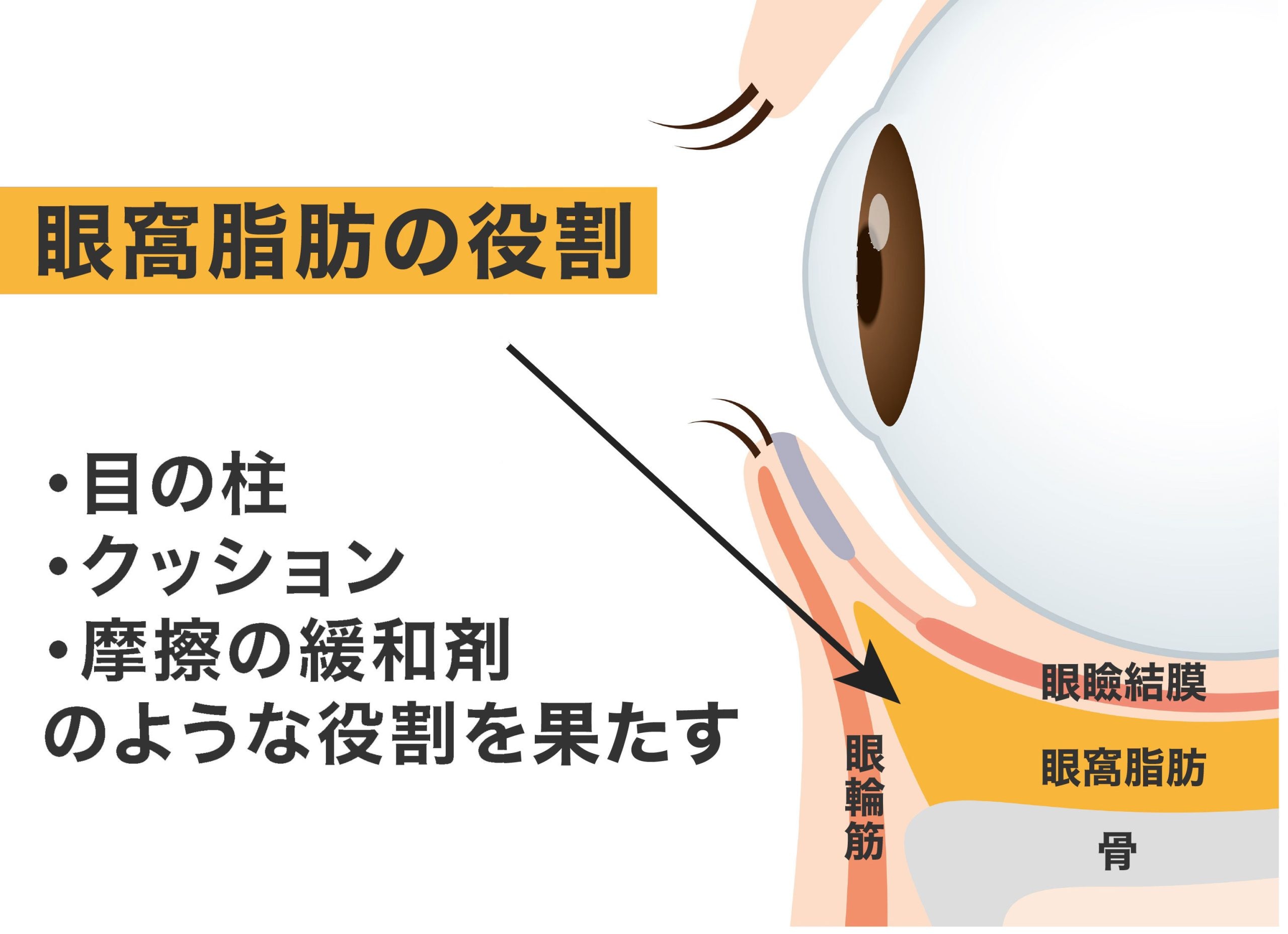 眼窩脂肪＝いらないものと思っていませんか？