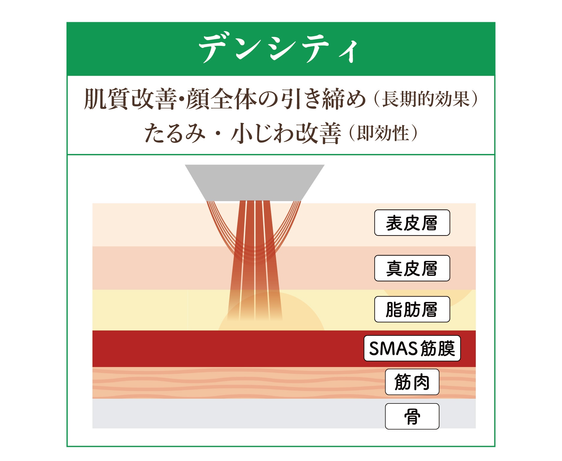 ③ デンシティ（Density） / 表皮・真皮