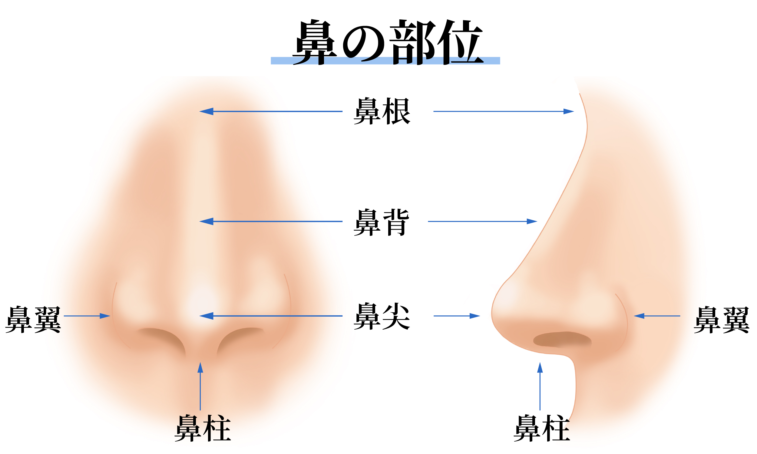 鼻翼 