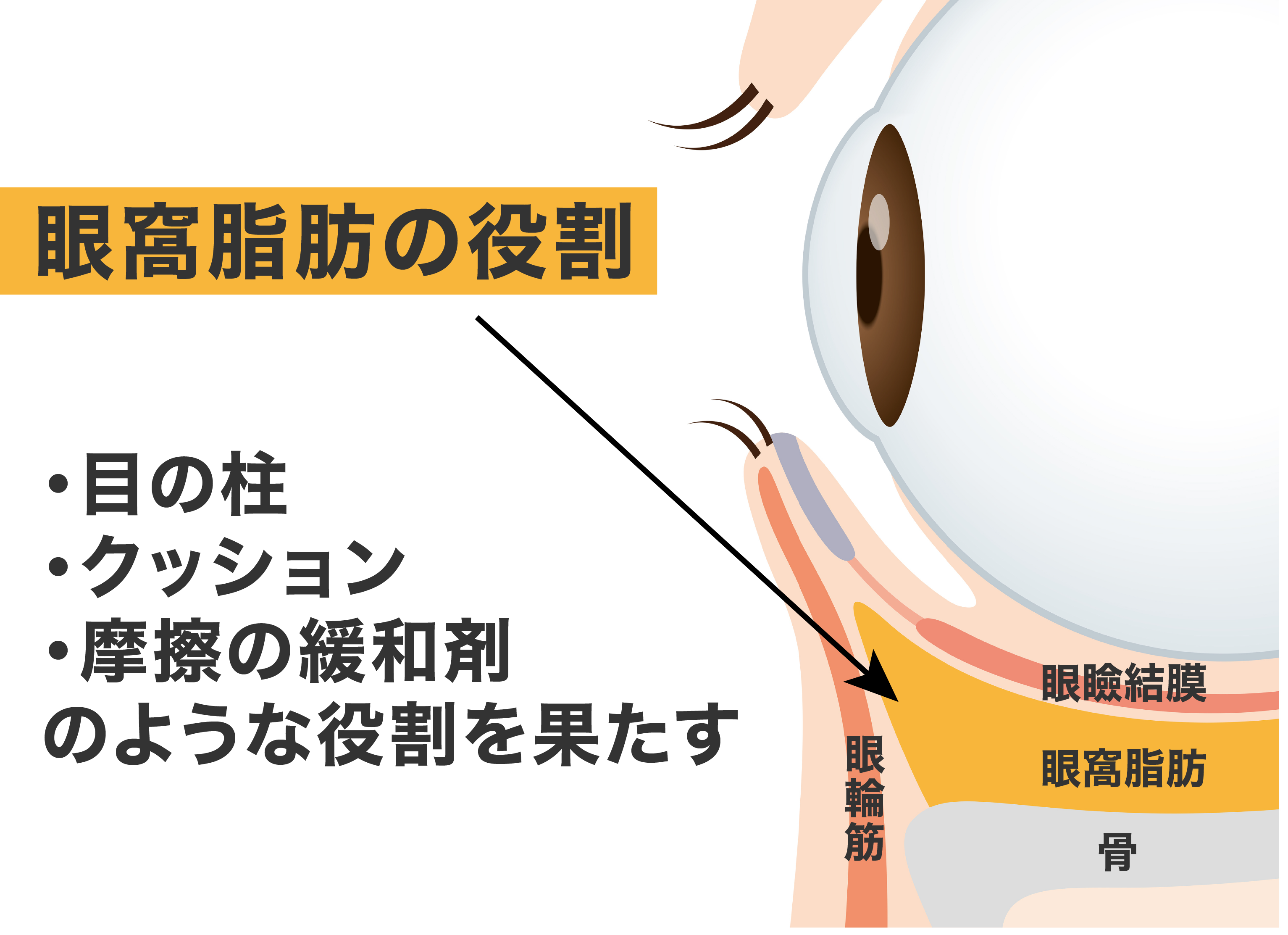 眼窩脂肪＝いらないものと思っていませんか？