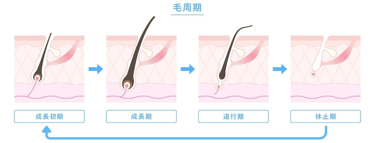 毛周期と脱毛効果の関係