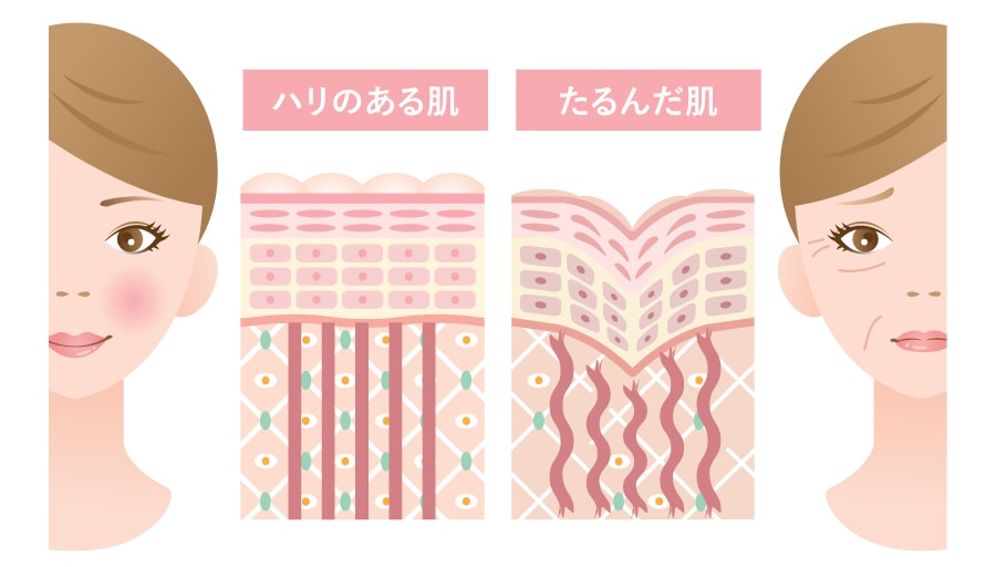 最大の特徴！「リガメント（靭帯）」へのアプローチ