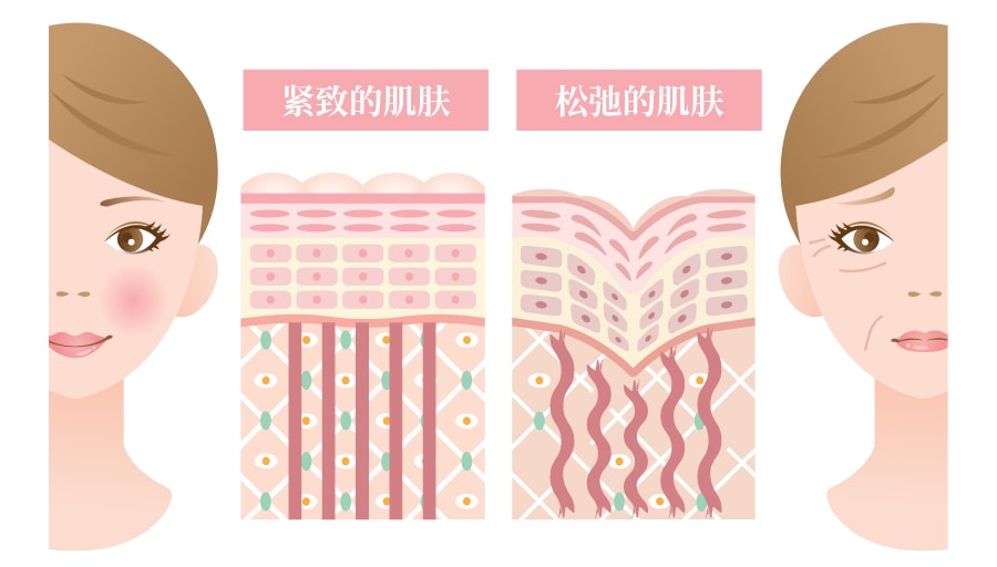 最大的特征！对「韧带」的作用效果