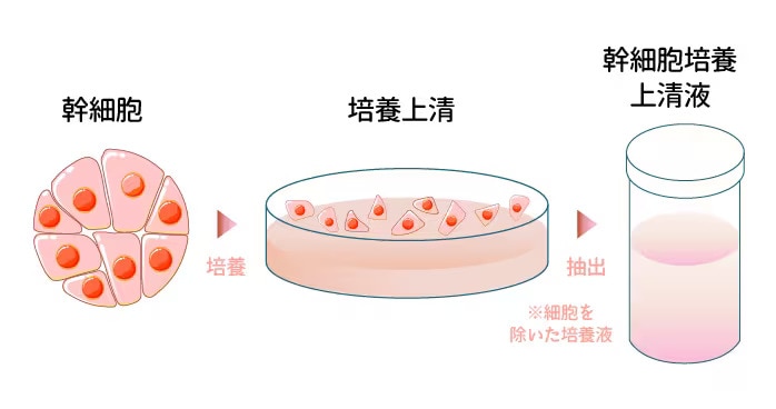 幹細胞培養上清液とは