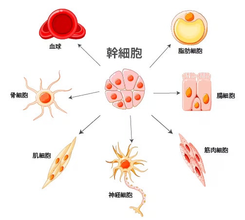 幹細胞って何？