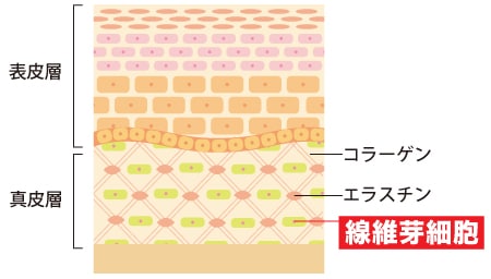 線維芽細胞（せんいがさいぼう）の老化