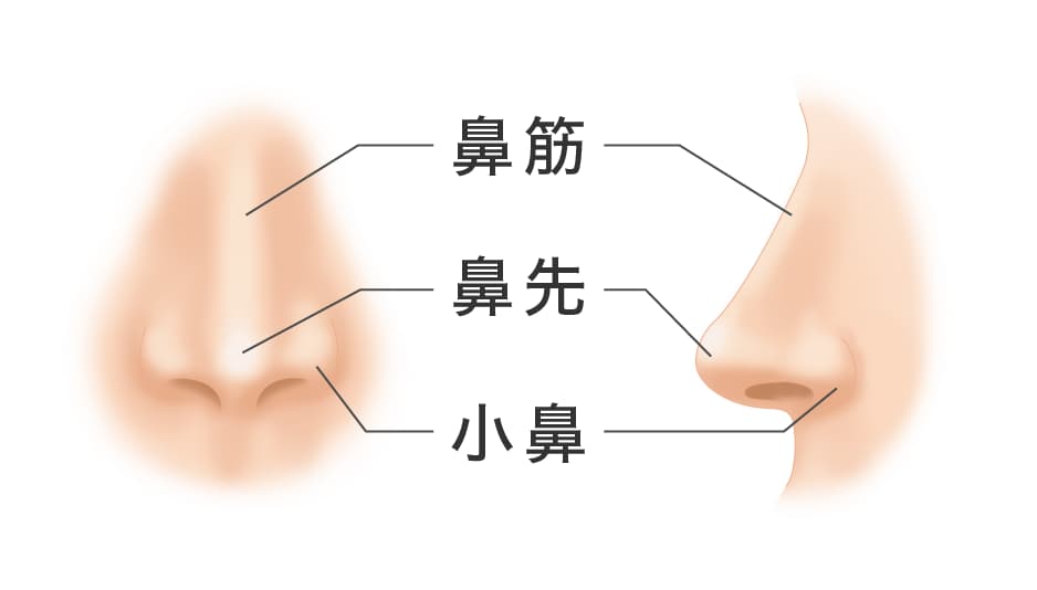 鼻は大きく分けると鼻筋、鼻先、小鼻の3つに分けられます