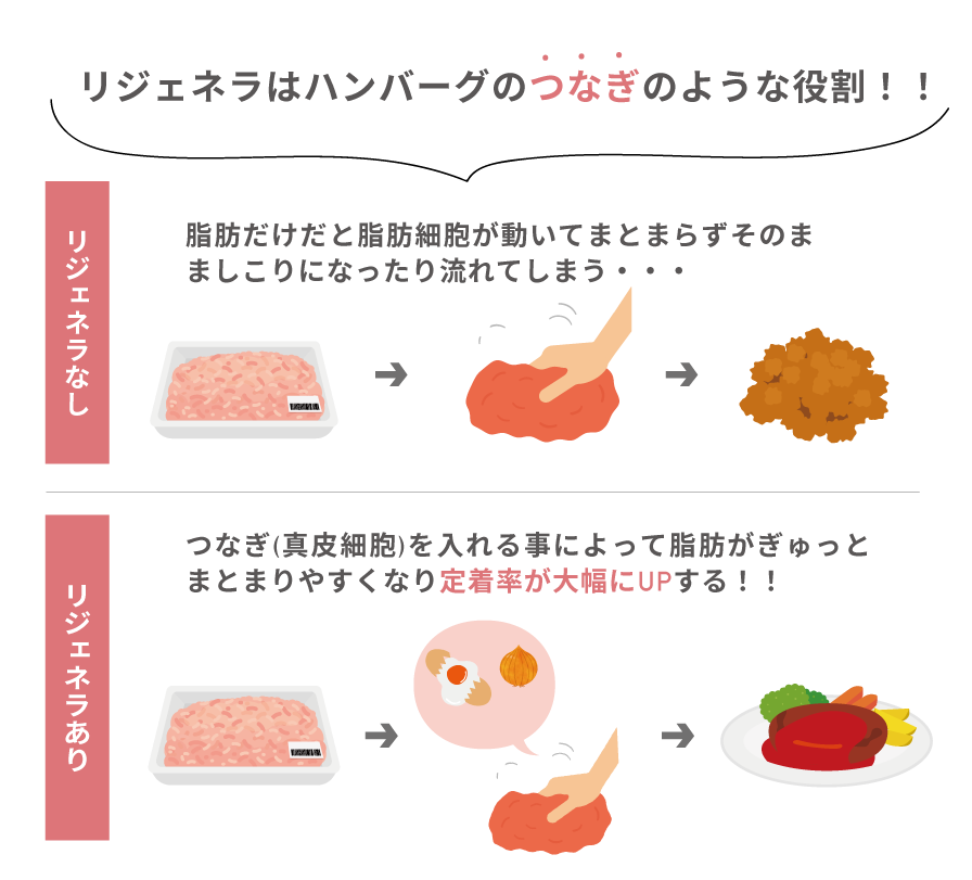 リジェネラはハンバーグの「つなぎ」のような役割！