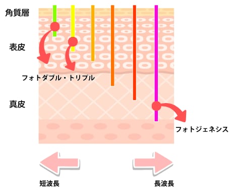 フォトダブル・フォトトリプルの違いとそれぞれの効果