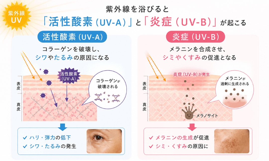 「活性酸素の発生」と「炎症」
