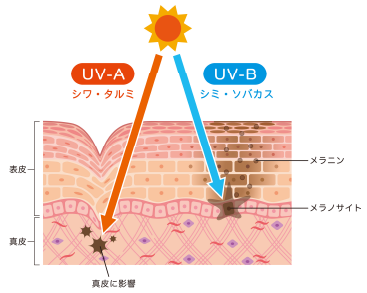 まずは、紫外線について知ろう！