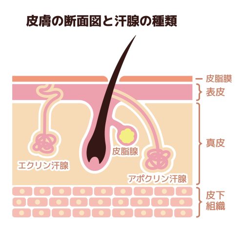 2つの汗の種類