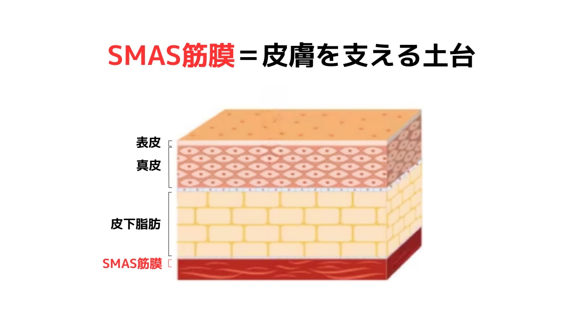 SMAS筋膜とは？