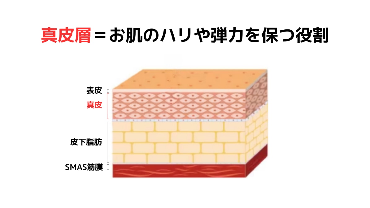真皮層とは？