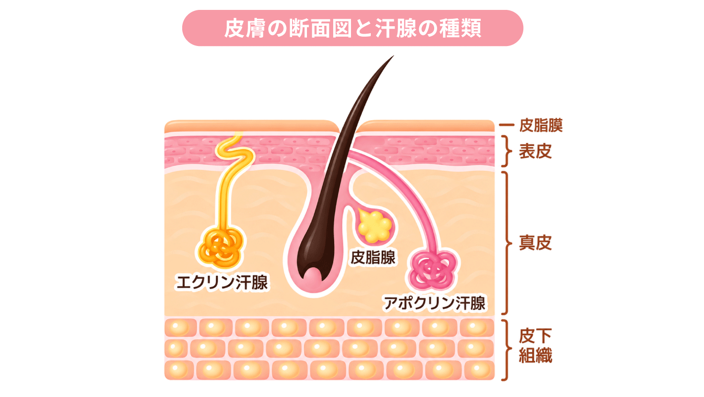 2つの汗の種類