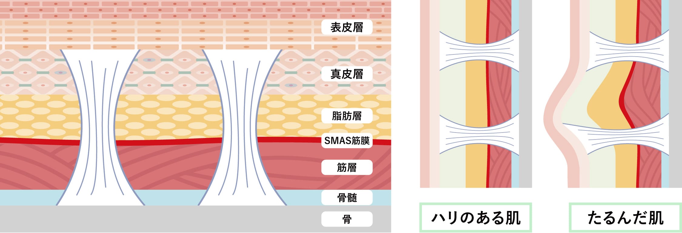 ポイントは「リガメント」