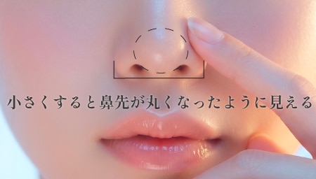 鼻先が丸く見える理由