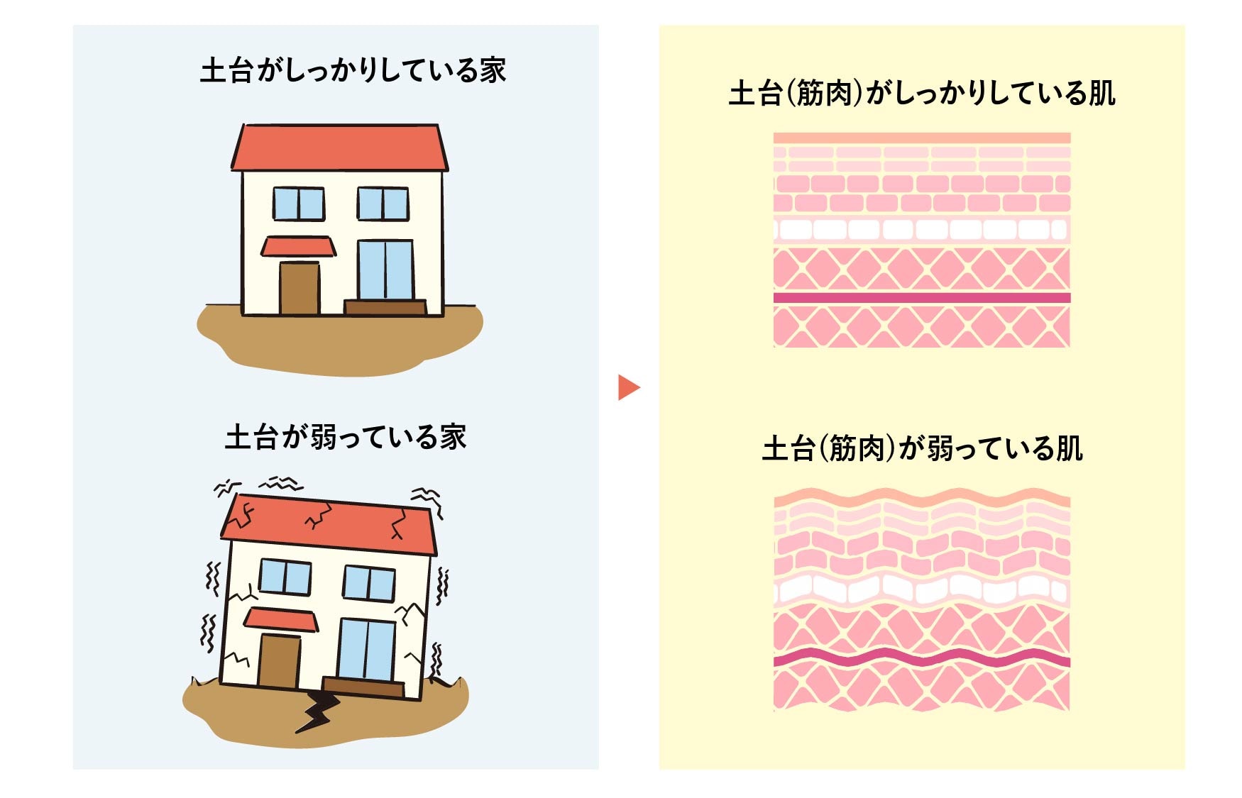 顔を支えているのは「筋肉」