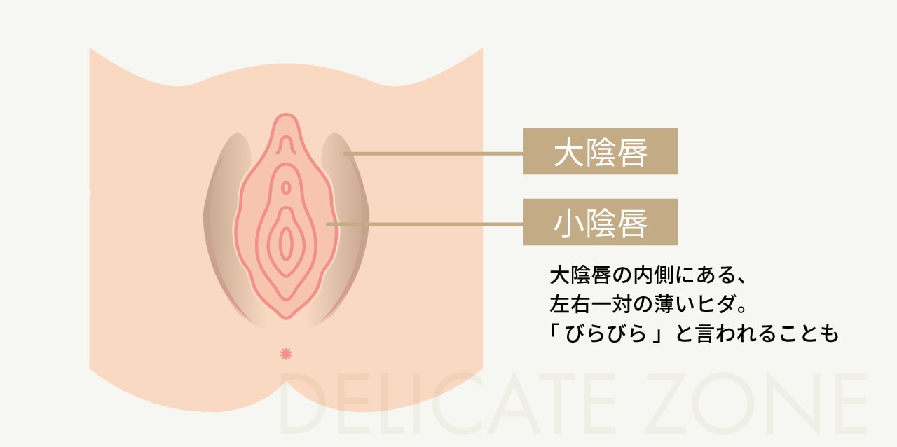 女性器のひだ（小陰唇）とは？