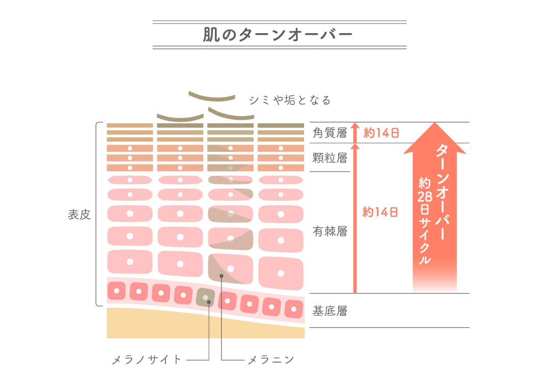 肌のターンオーバー周期