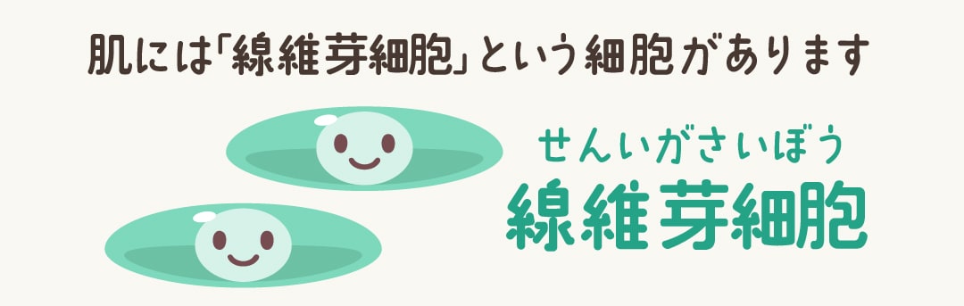 あなたの肌は『線維芽細胞』が握っている！