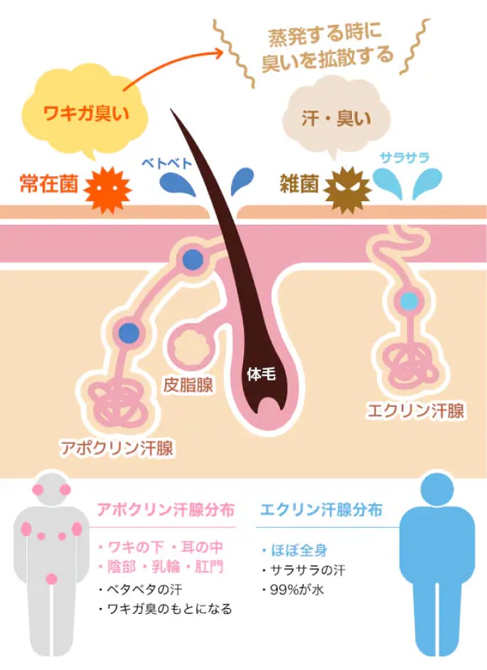 それぞれの汗腺