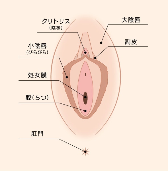 多くの場合【小陰唇縮小術(＋副皮除去)】