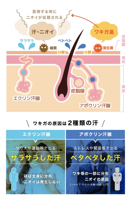 2種類の汗腺から出る“異なる汗”