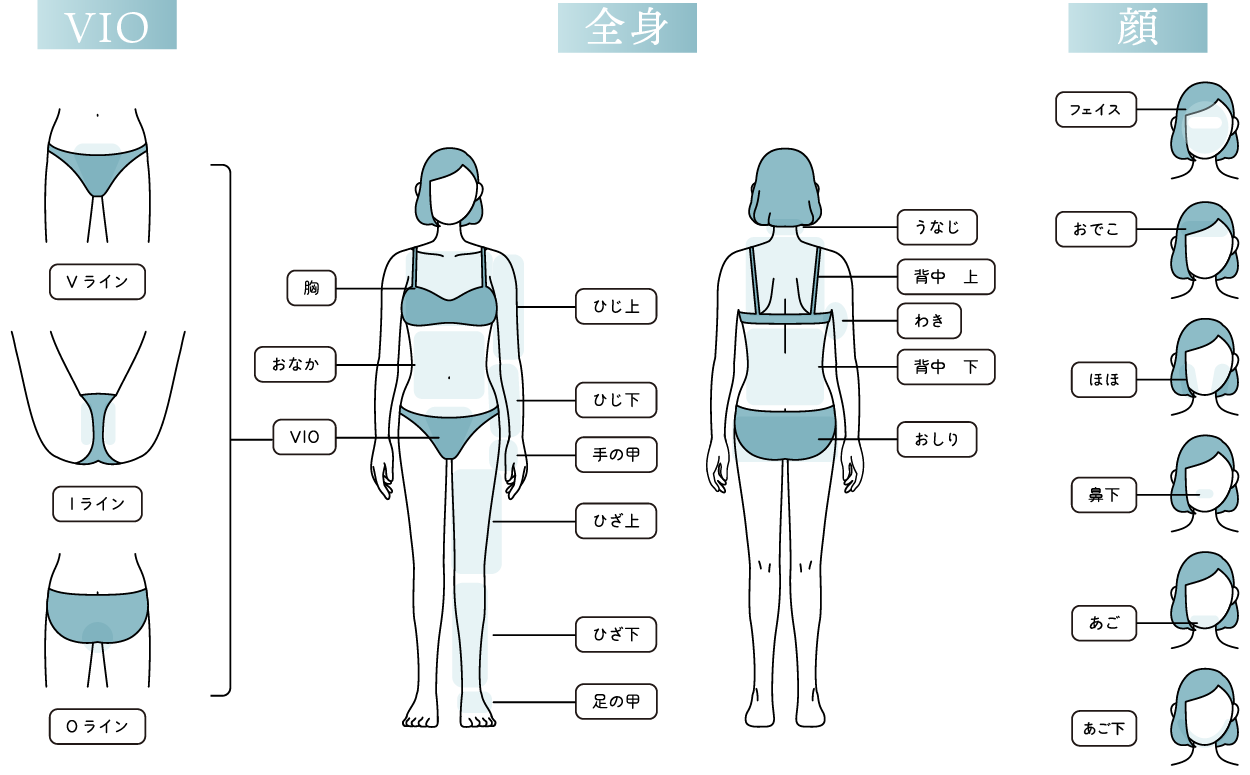 部位単体から全身脱毛まで幅広くご用意<br />
