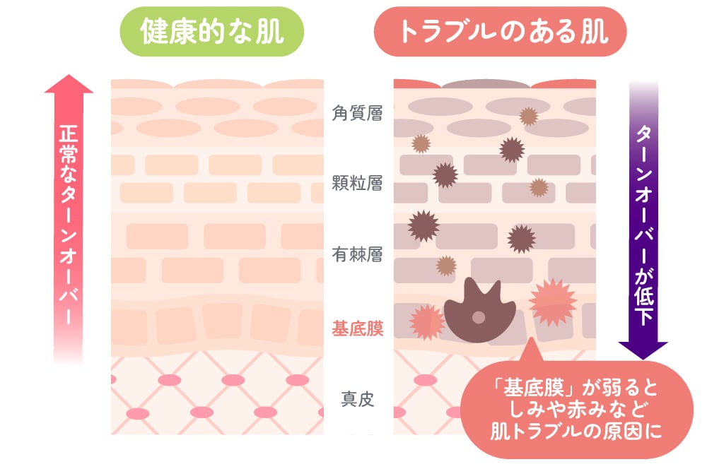 肌再生の土台となる基底膜