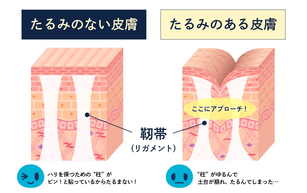 リガメント（靭帯）にも働きかけます✨