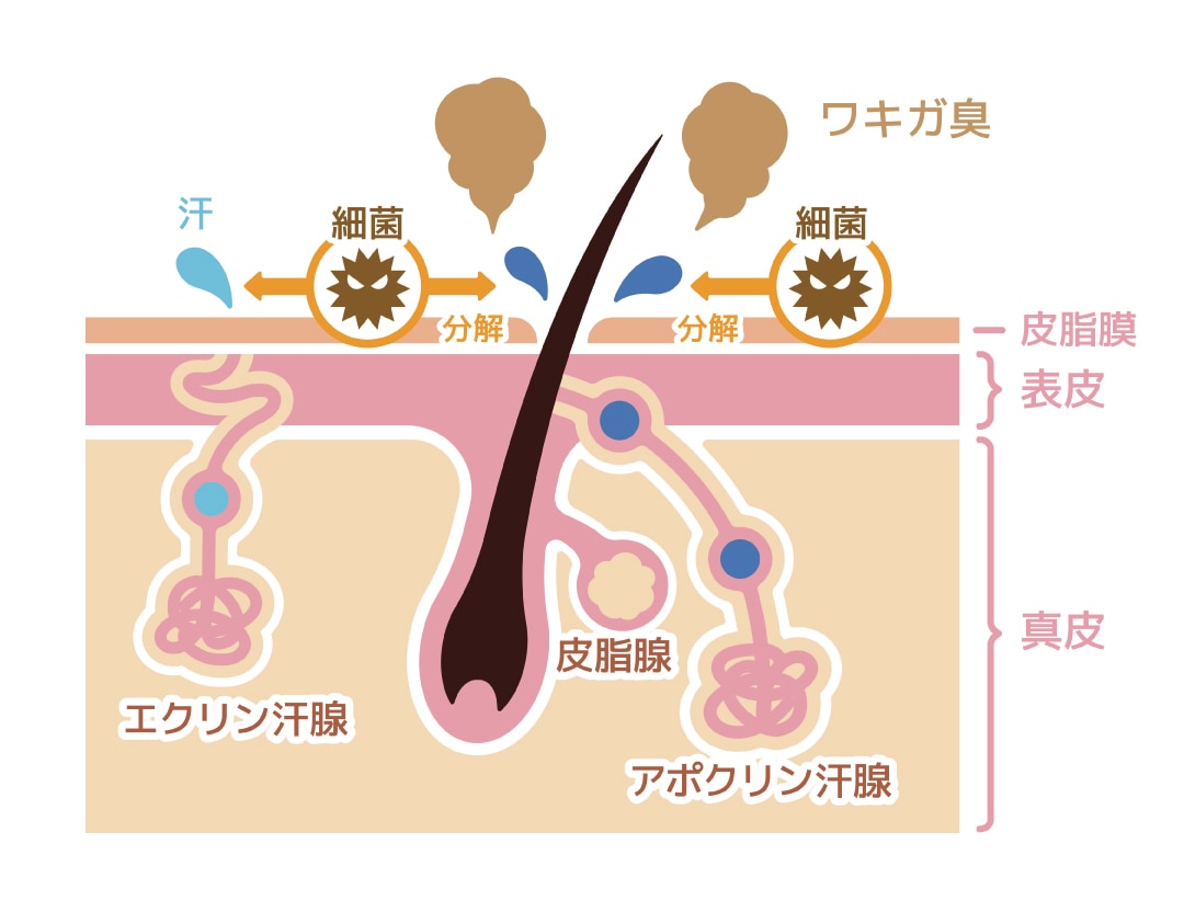ワキ汗が出る仕組み