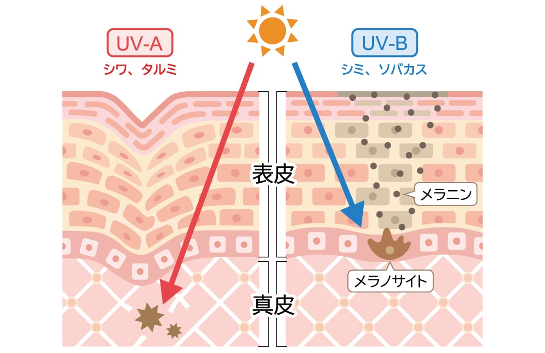 UV-AとUV-Bの違いって？
