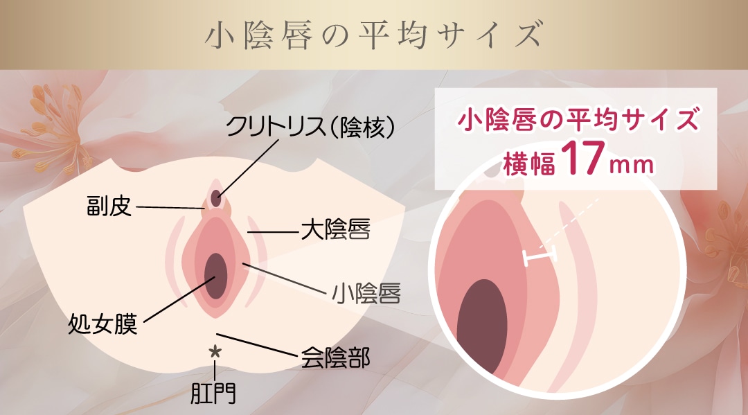 婦人科形成とは