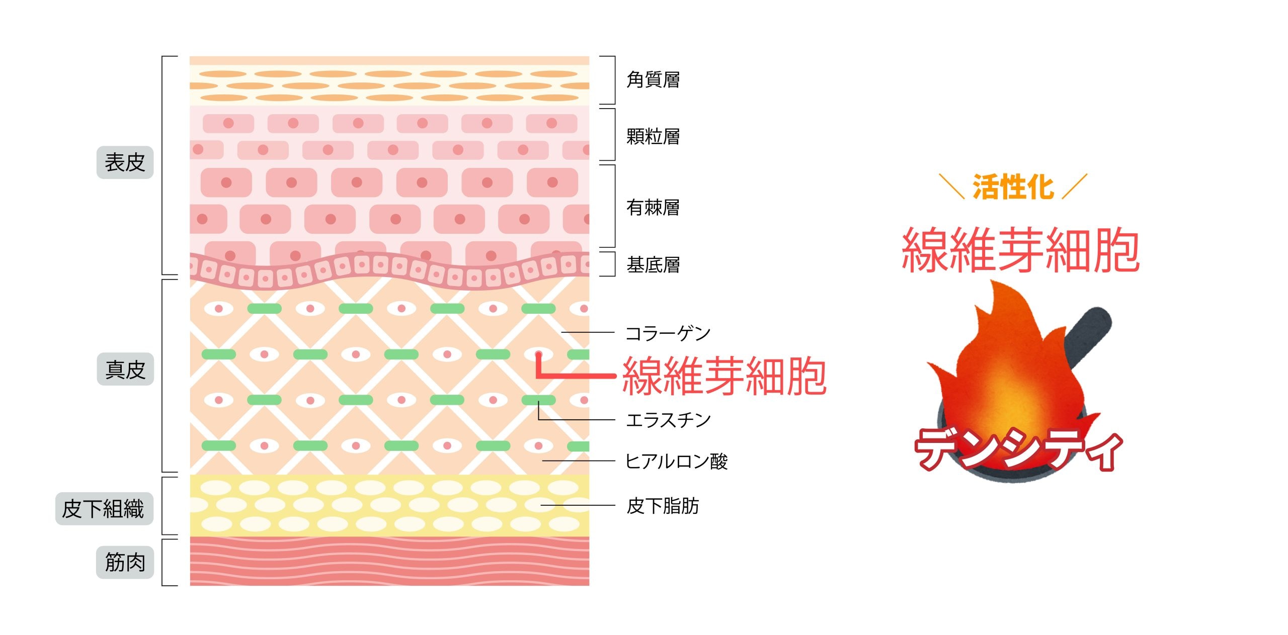 細胞レベルの変革。デンシティが「若い肌」を自ら作り出すメカニズム