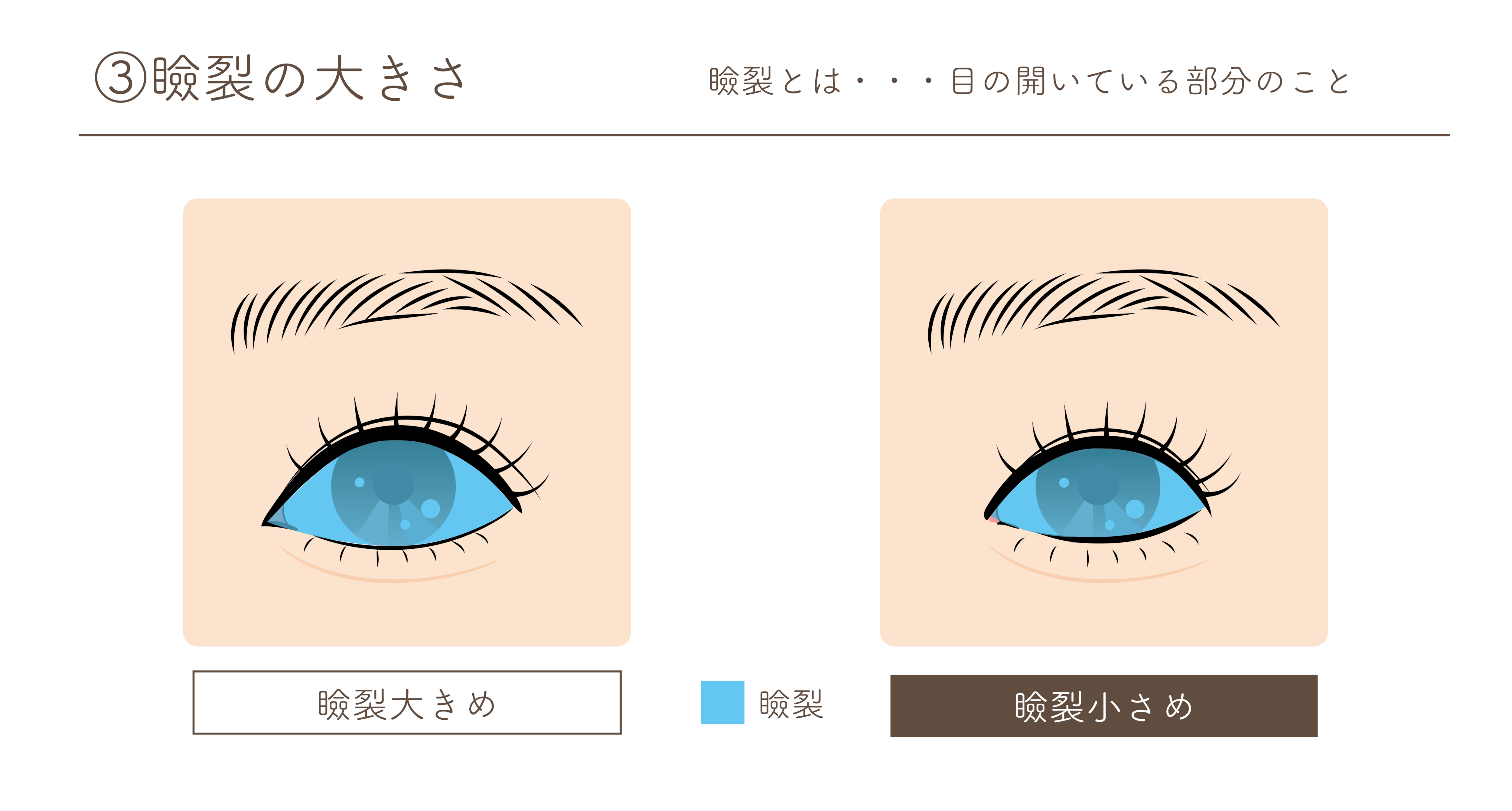 瞼裂の大きさ