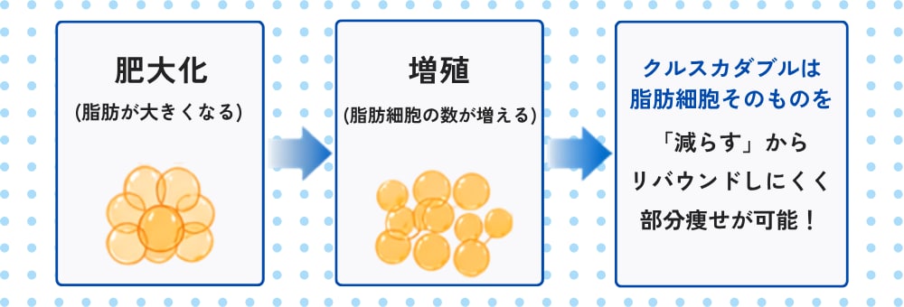 太る仕組みとクルスカダブルの強み
