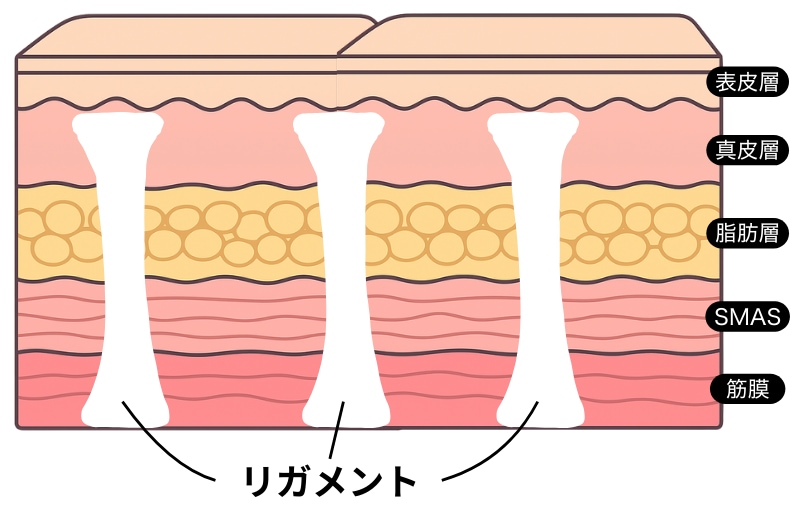 リガメントに着目｜ジャルプロスーパーハイドロがたるみに効く理由