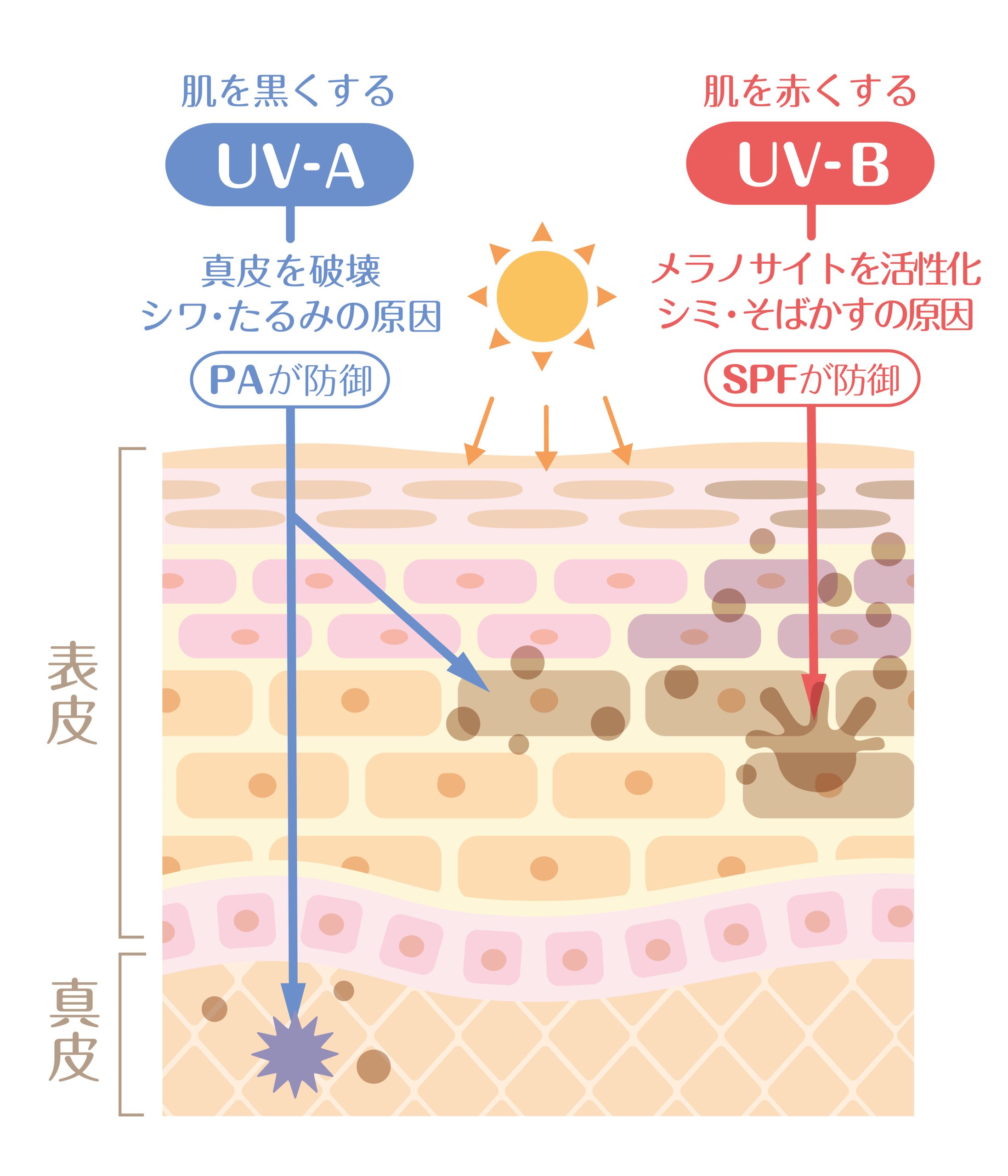 紫外線量の増加によるダメージ