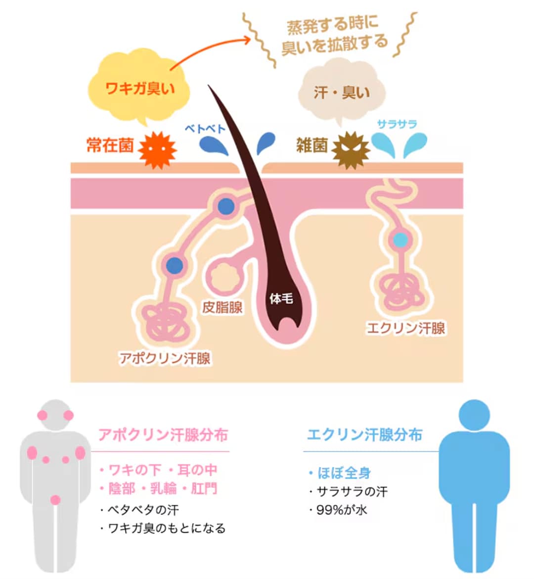 脇汗を作る「2つの汗腺（出口）」